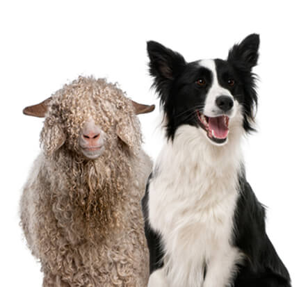 dog_and_sheep