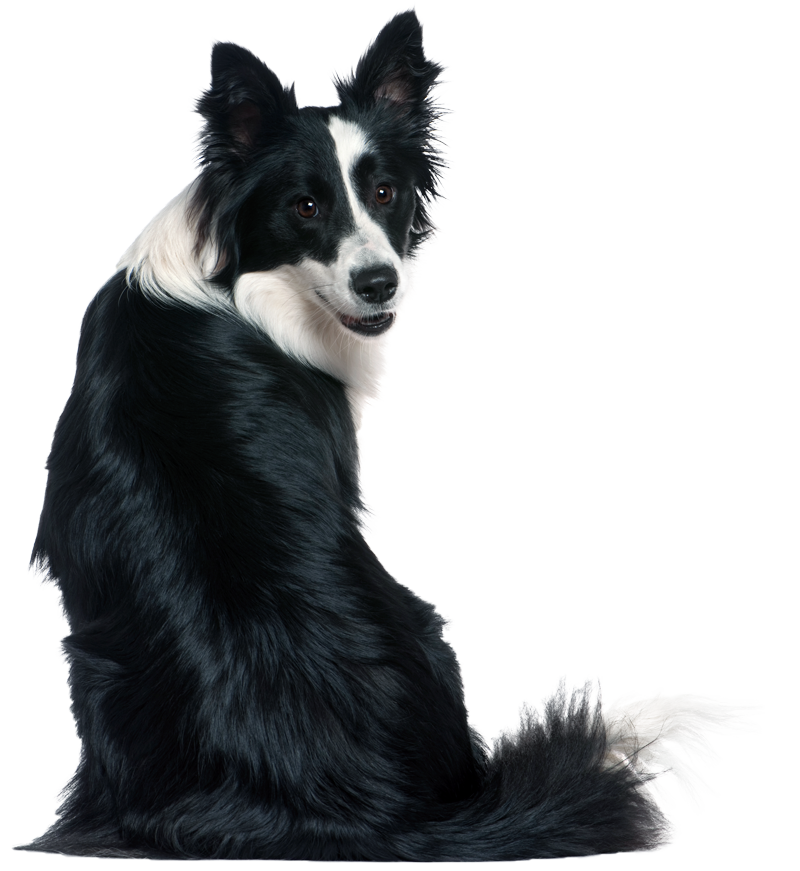 Dooap border collie